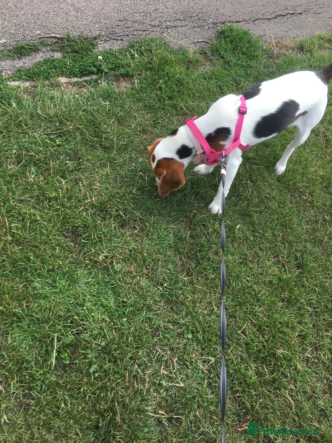 Beagle dogs for sale: Rehoming Roxy - Image 6