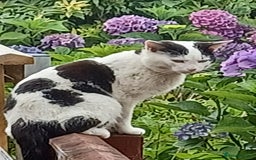 Domestic Shorthair cats for sale: Stunning kittens for sale - Image 25