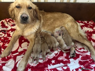 Golden Retriever dogs Dark golden retriever puppies kc reg - Advert 1