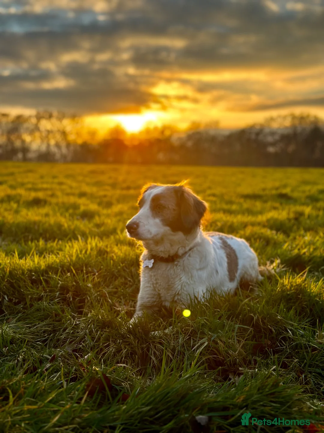 Mixed Breed dogs for sale: ONLY 1 LEFT Beautiful Cocker X Puppies  - Advert 6