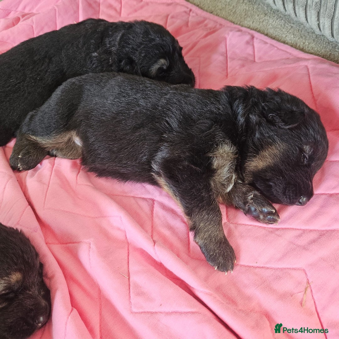 German Shepherd dogs for stud: German shepherd for stud  in Bexhill-on-Sea - Image 7