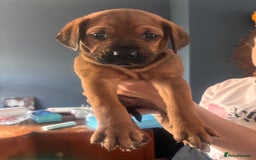 Mixed Breed dogs for sale: Puppies looking for forever homes 🏡 - Image 24
