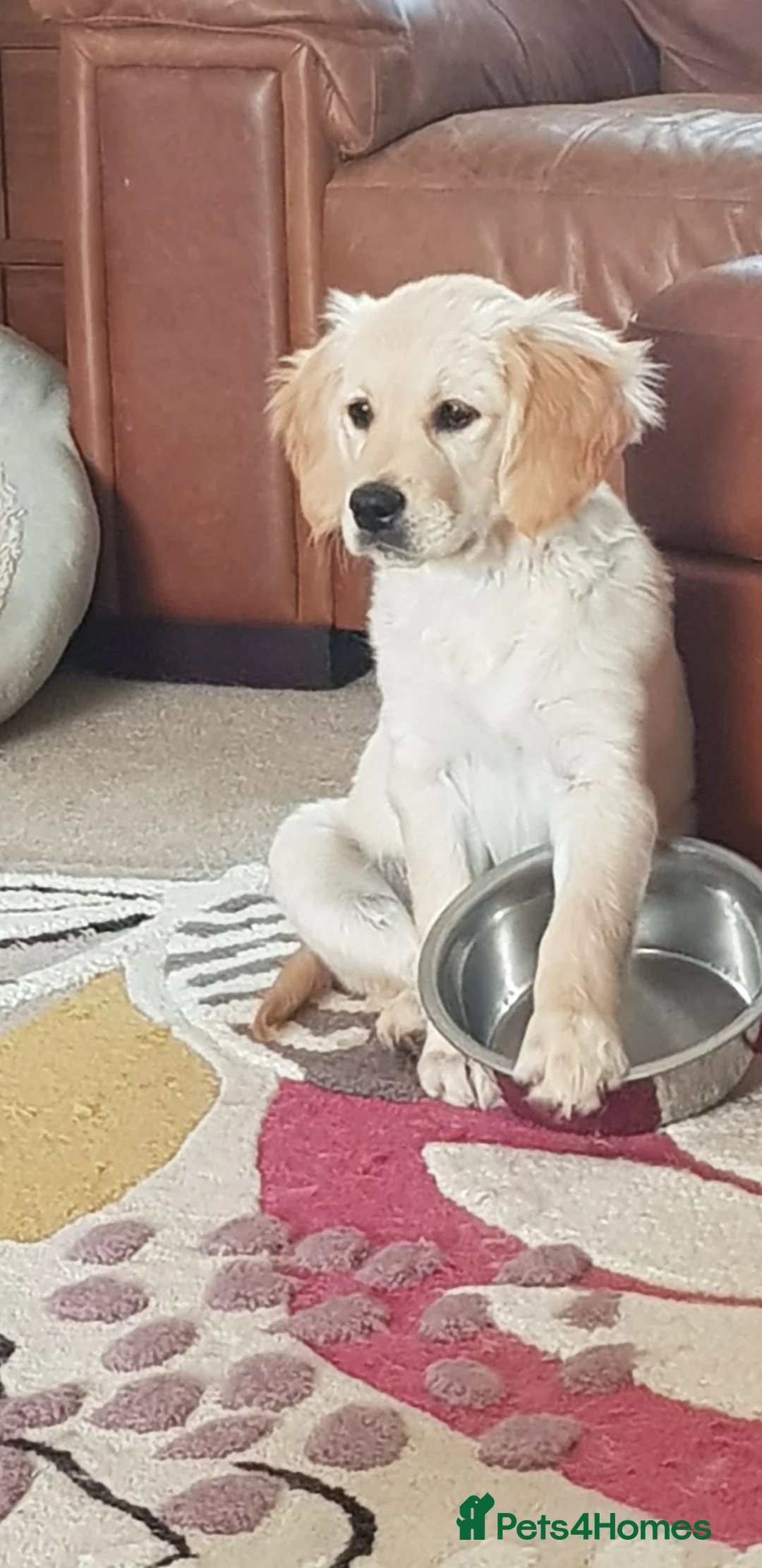 Golden Retriever dogs for stud: Duke, Proven KC registered  for stud. in Faringdon - Advert 12