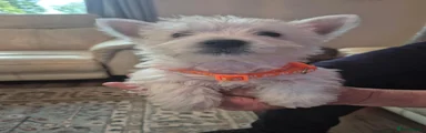 West Highland Terrier 1