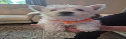 West Highland Terrier dogs for sale: 5 x boys 1x girl Westie puppies  - Advert 2