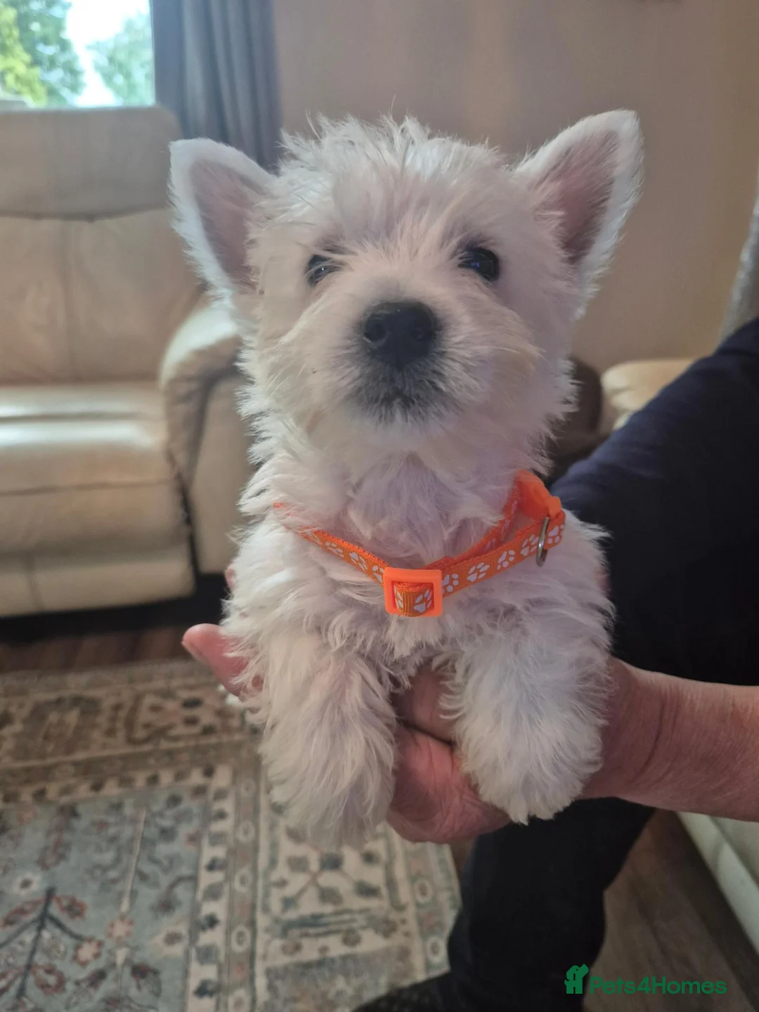 West Highland Terrier dogs for sale: 5 x boys 1x girl Westie puppies  - Advert 2