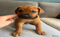 Mixed Breed dogs for sale: Puppies looking for forever homes 🏡 - Image 18