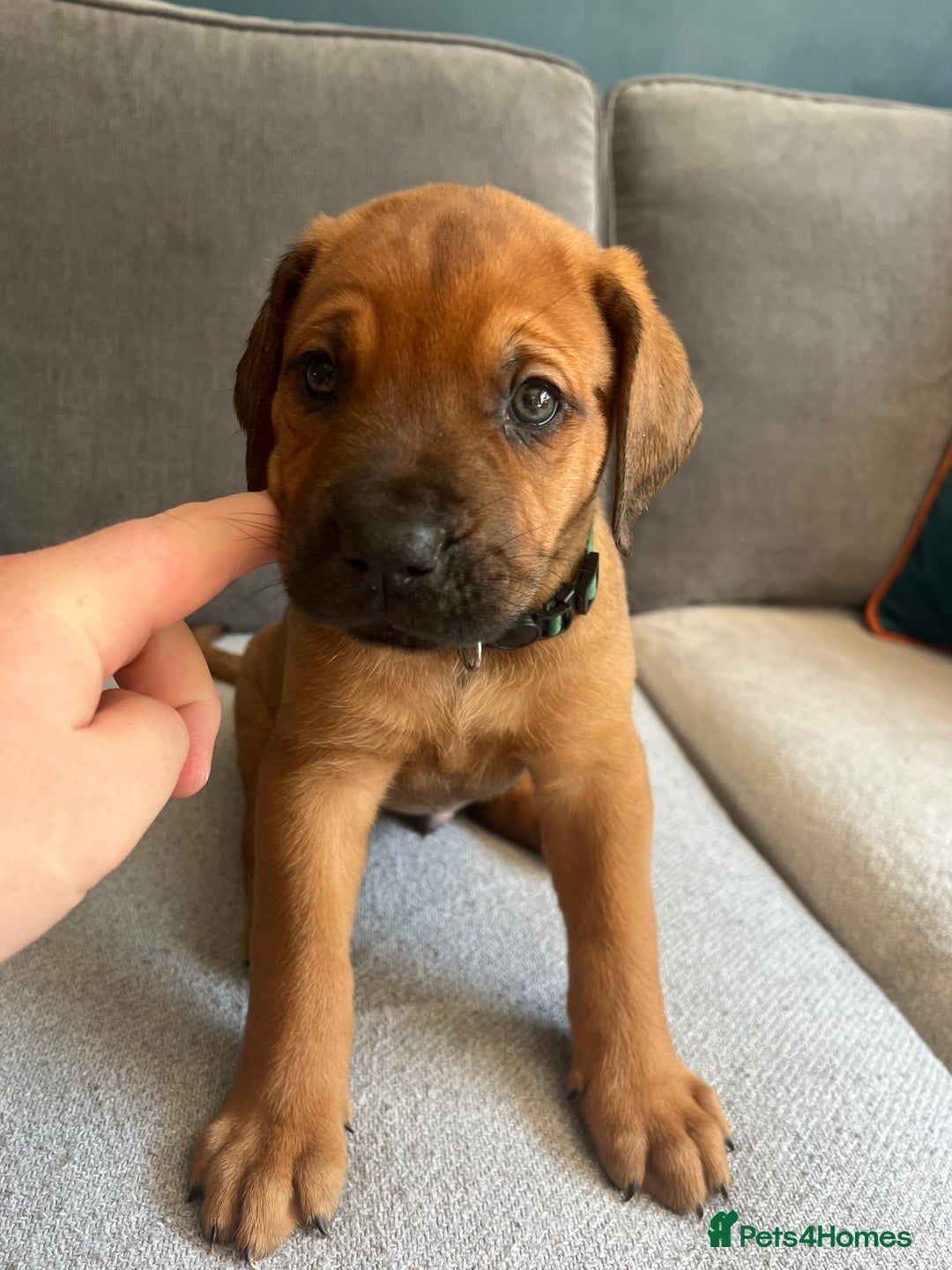 Mixed Breed dogs for sale: Puppies looking for forever homes 🏡 - Image 18