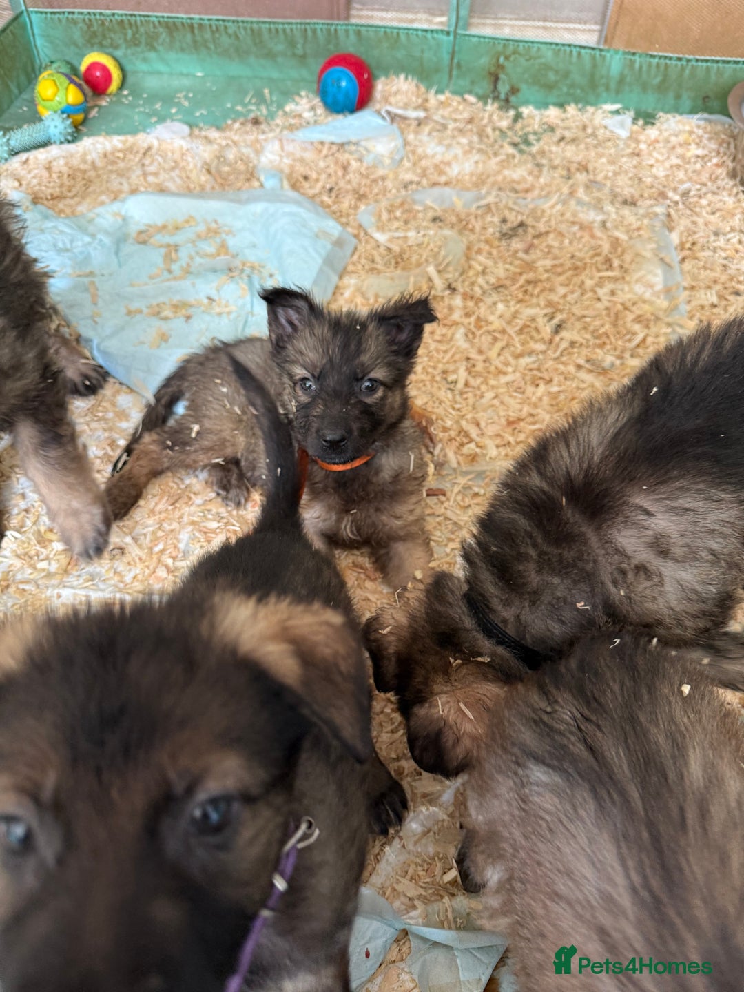Mixed Breed dogs for sale: German shepherd x Belgian Malinois - Image 1