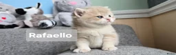 British Shorthair cats for sale: Pedigree golden British shorthair  - Advert 3