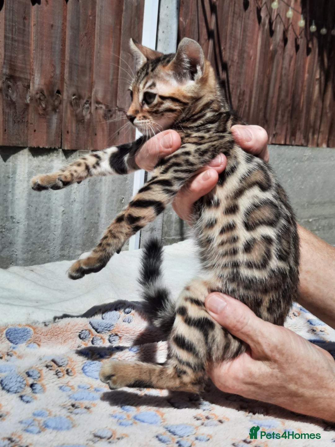 Bengal cats for sale: STUNNING GLITTER PELTED TICA REG BENGAL KITTENS - Image 6