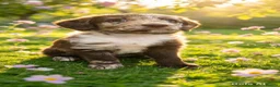 Labradoodle dogs for sale: Beautiful labradoodles  - Advert 15