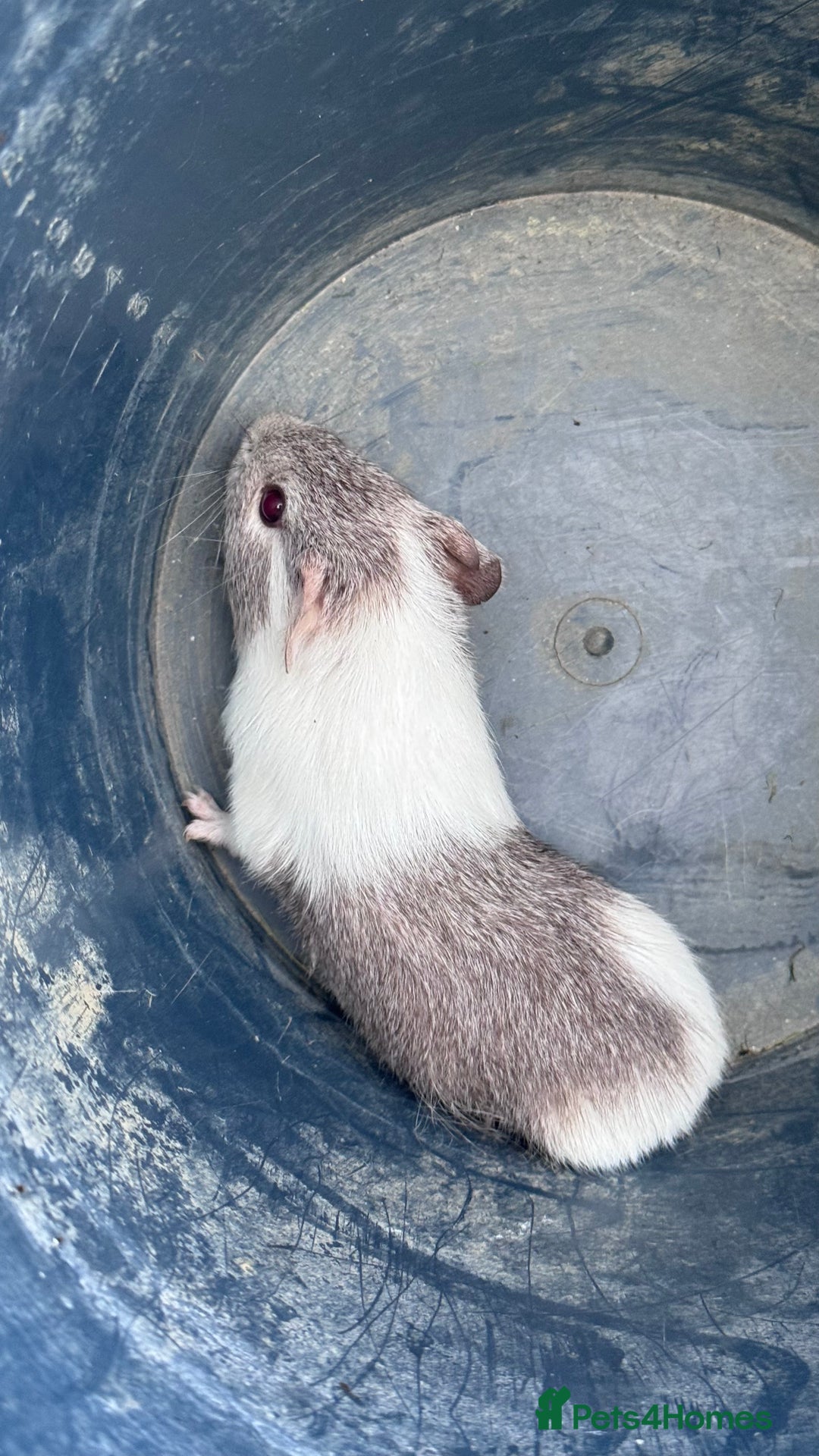 Guinea Pig rodents for sale: Mix breed  - Image 5