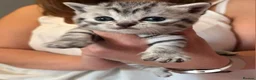 British Shorthair cats for sale: Beautiful bsh kittens  - Advert 4