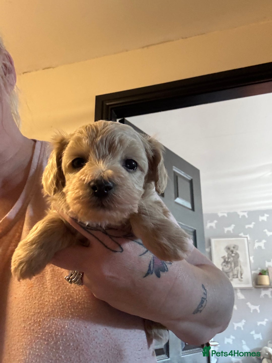 Maltipoo dogs for sale: TEDDY BEAR MALTIPOO PUPPIES  - Image 2