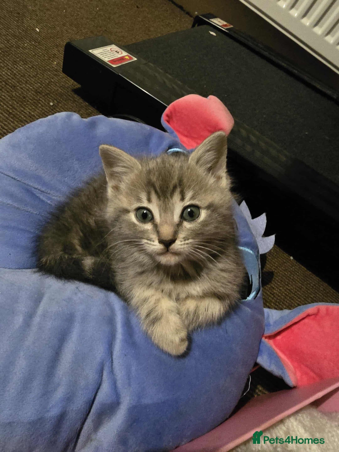 Mixed Breed cats for sale: Adorable Ragdoll Mix Kittens  - Image 5