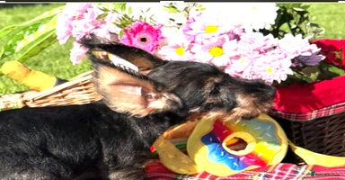 Dachshund dogs - Advert 1