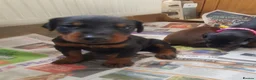 Dobermann dogs for sale: Adorable Doberman puppies  - Advert 17