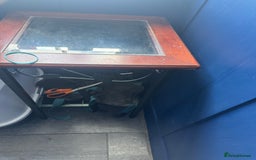 Domestic Shorthair cats for sale: Kitten for sale. Family pet.  - Image 2