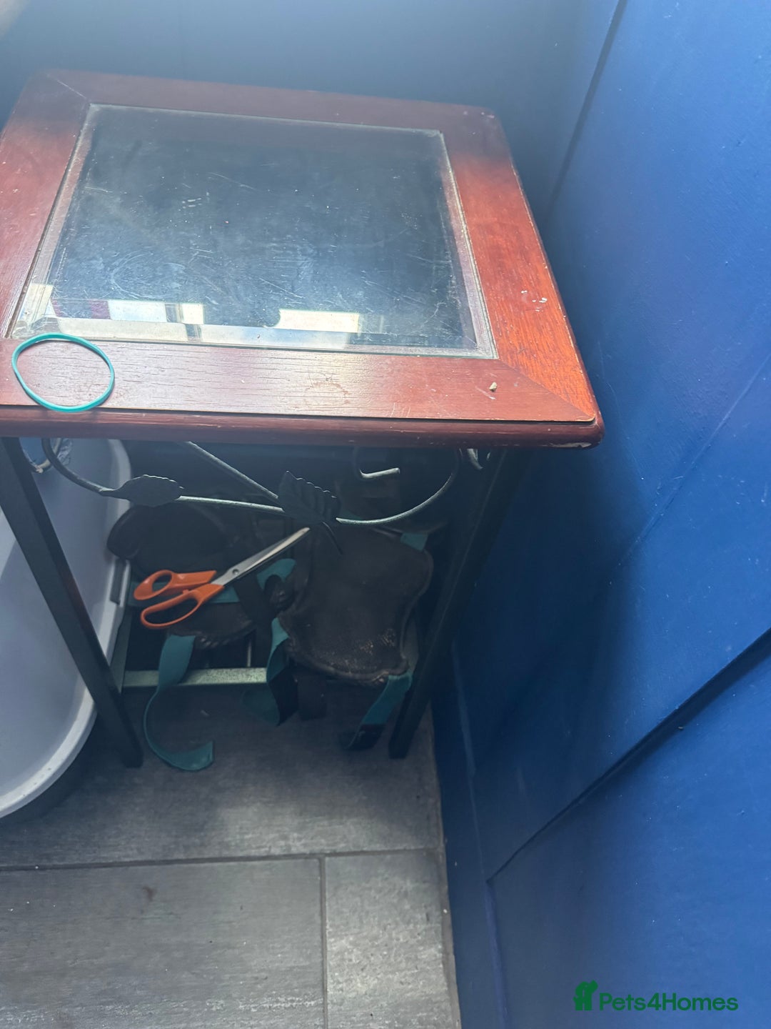 Domestic Shorthair cats for sale: Kitten for sale. Family pet.  - Image 2