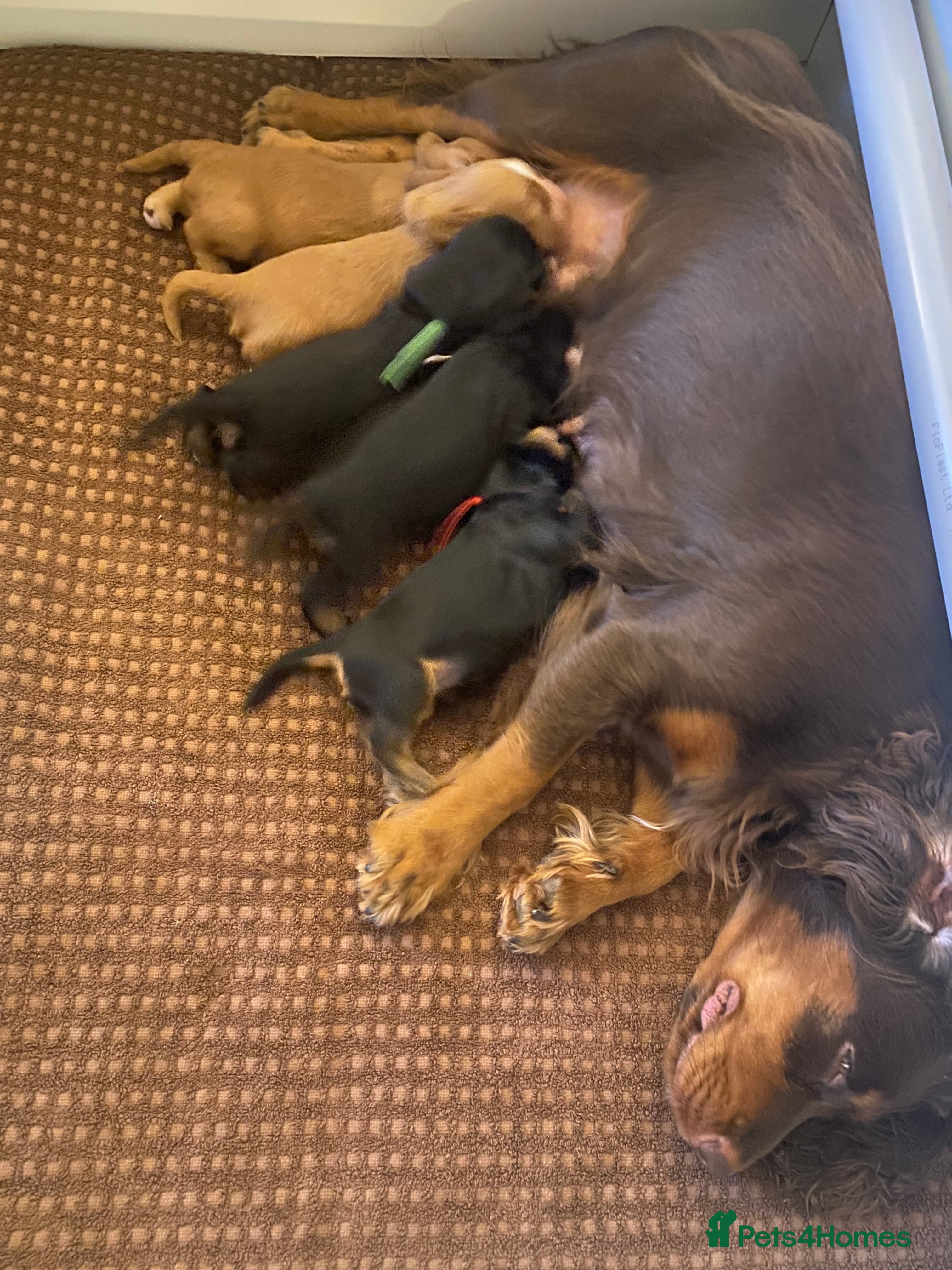 Cocker Spaniel dogs Working Cocker Spaniel puppies - Advert 2