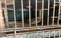 Quail poultry for sale: Various age quail chicks - Image 5