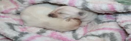 Pomsky dogs for sale: Pomsky Puppies - Advert 3