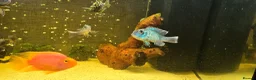 Cichlids fish for sale: Fish for sale  - Advert 4