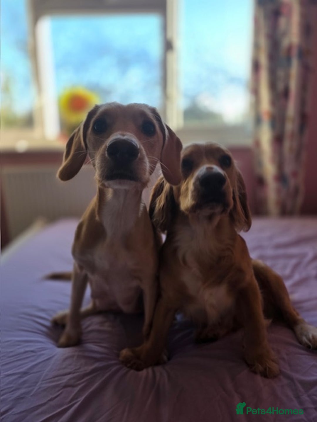 Mixed Breed dogs for sale: Cocker Spaniel Puppies – 4 Weeks Old - reserve now - Advert 18