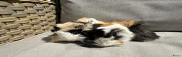 Guinea Pig rodents for sale: 2 very handsome male guinea pigs. - Advert 4