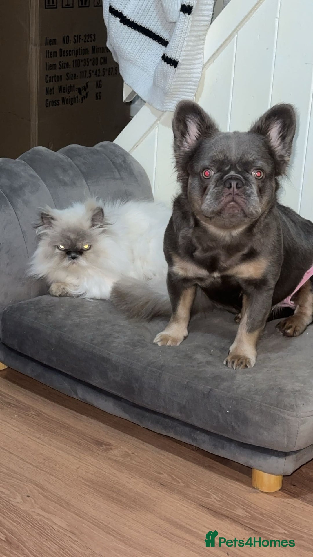 Persian cats for sale: 2 female Persian sisters  - Image 7