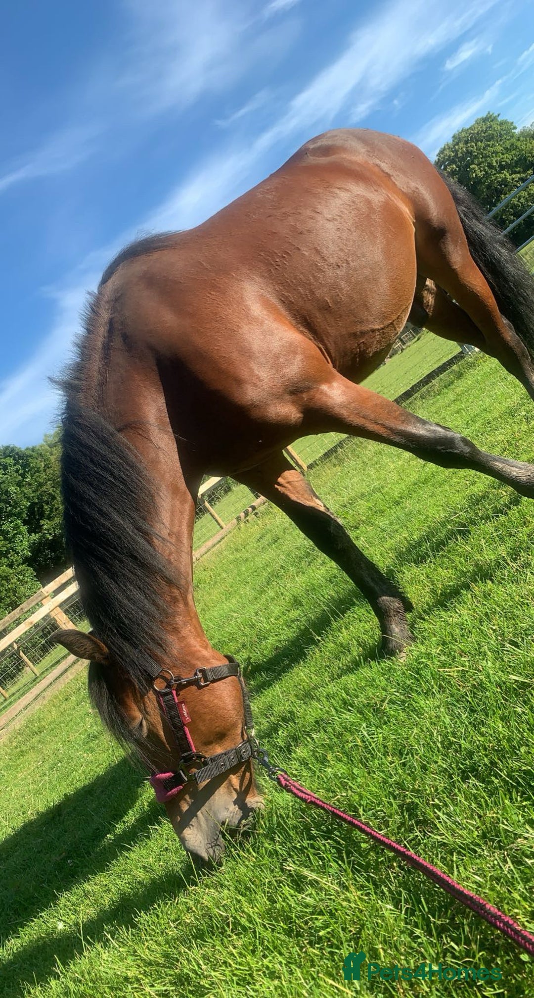 Welsh Section C horses for sale: 5 year old gelding looking for a new home - Advert 5
