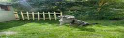 Double Doodle dogs for sale: Ultimate Double Doodles - lovely temperaments - Advert 19