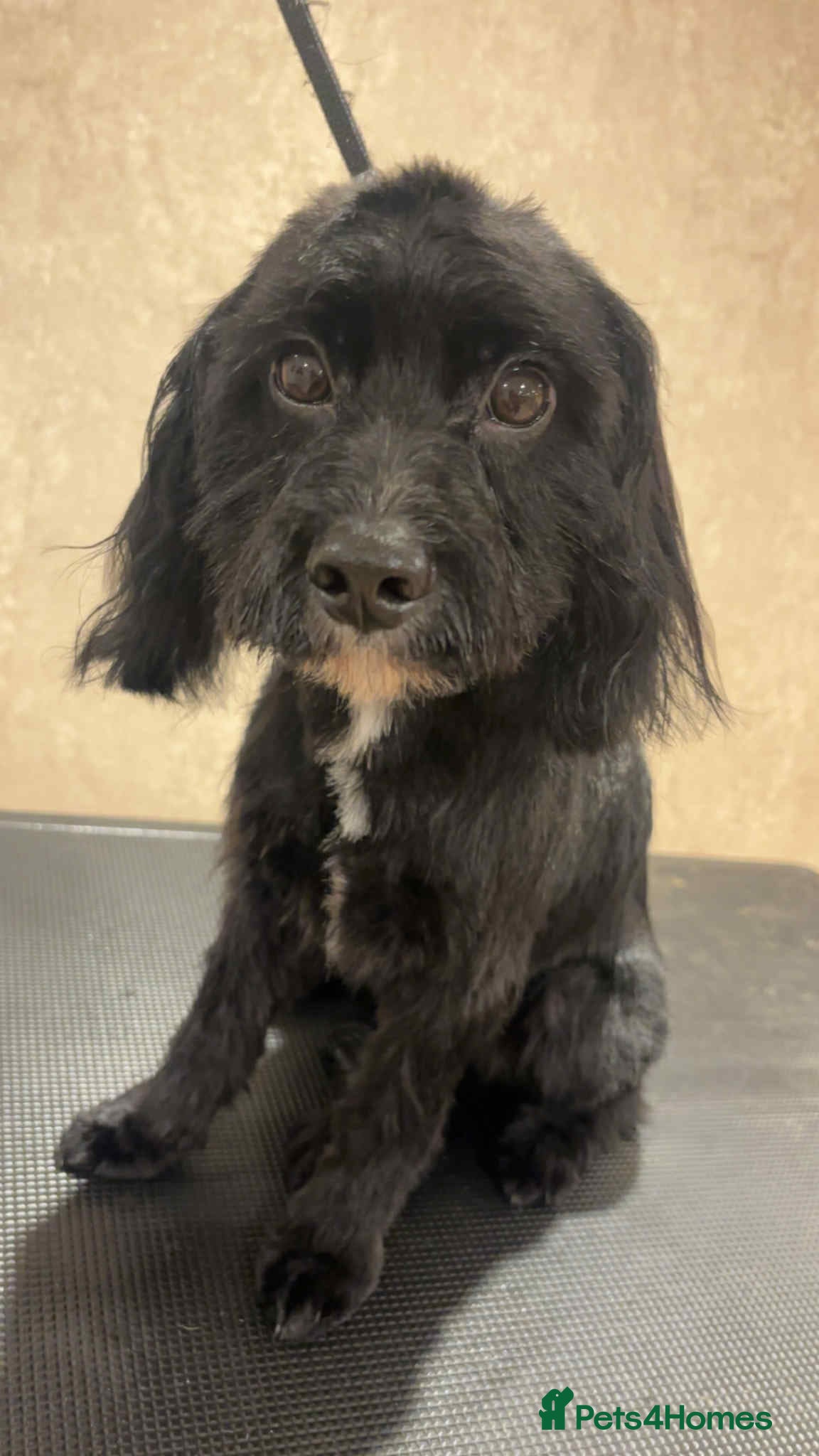 Cockapoo dogs 13 month old Cockapoo in Darlington - Advert 1