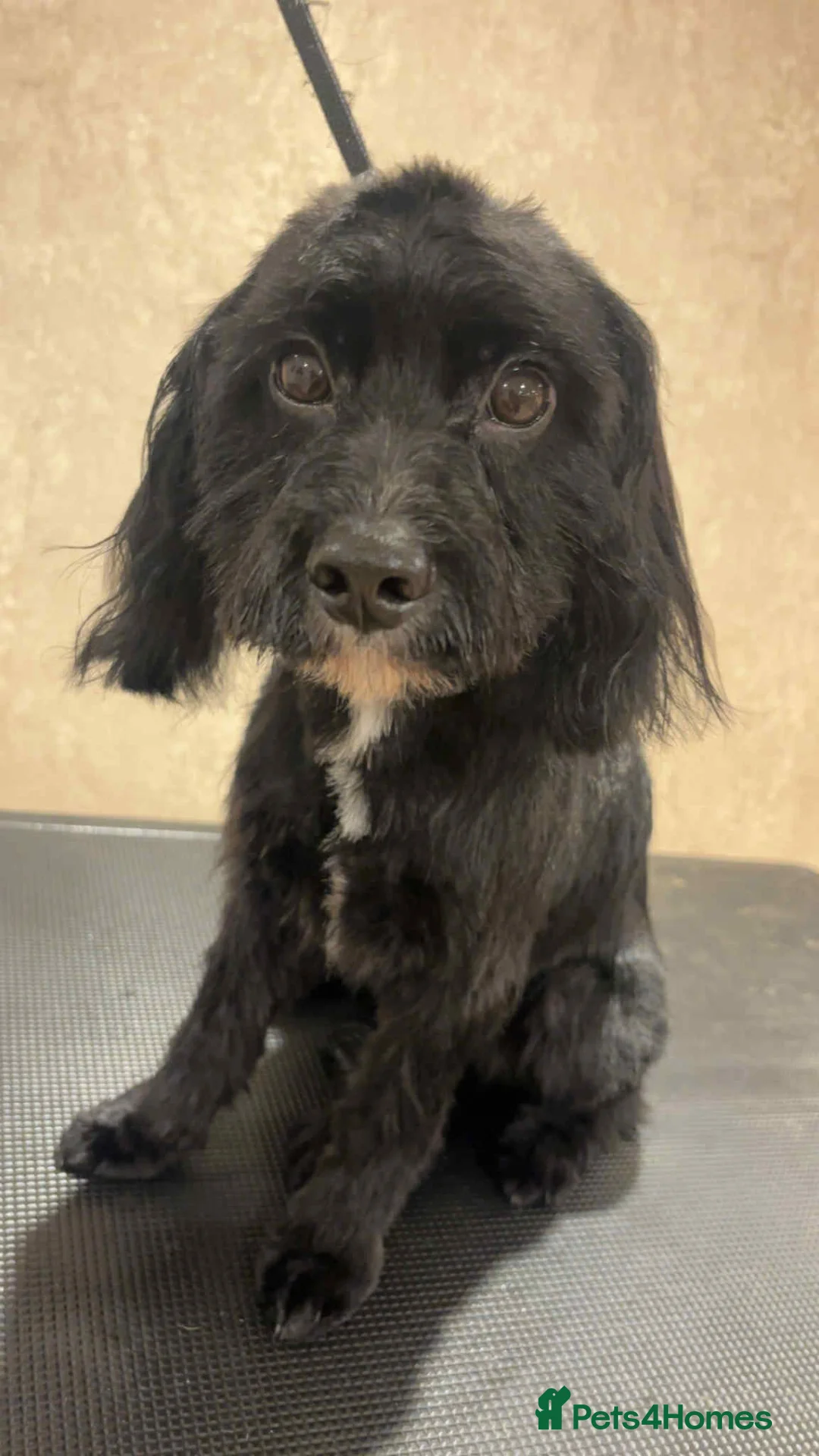 Cockapoo dogs for sale: 13 month old Cockapoo in Darlington - Advert 1