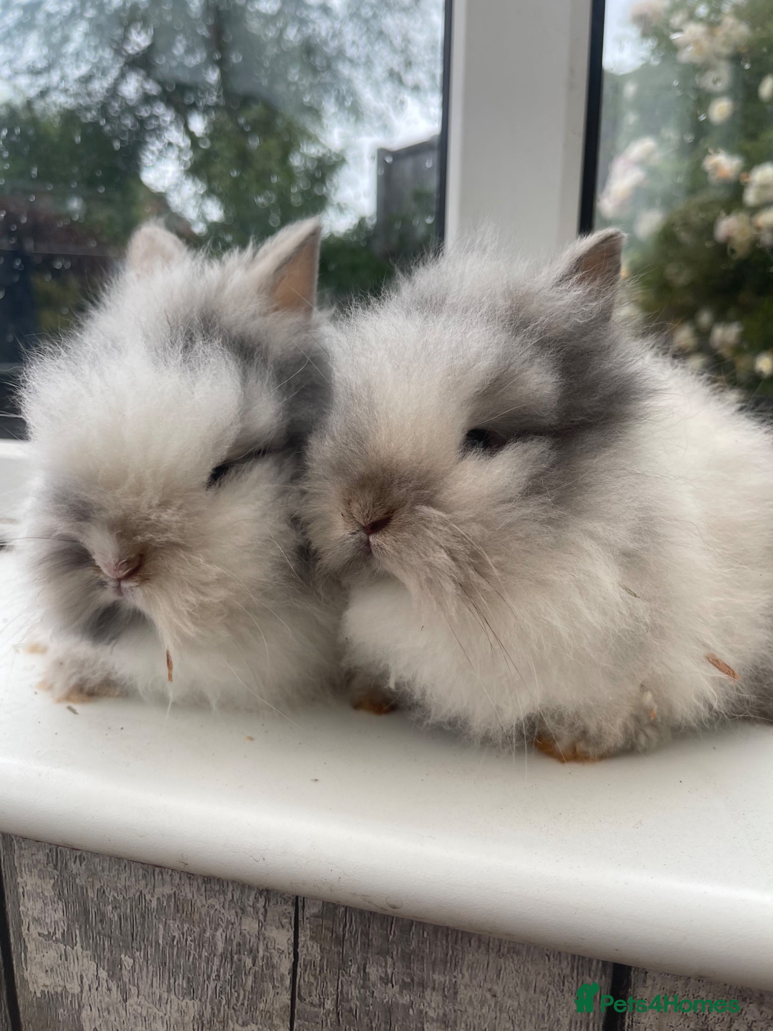 Lionhead rabbits Beautiful purebred double maned baby bunnies 🐰  - Advert 12