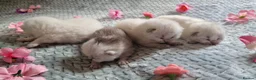 British Shorthair cats for sale: 💖GOLDEN & SILVER BSH & BLH KITTENS💖 - Advert 8