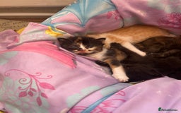 Mixed Breed cats for sale: Kittens for sale  - Image 1
