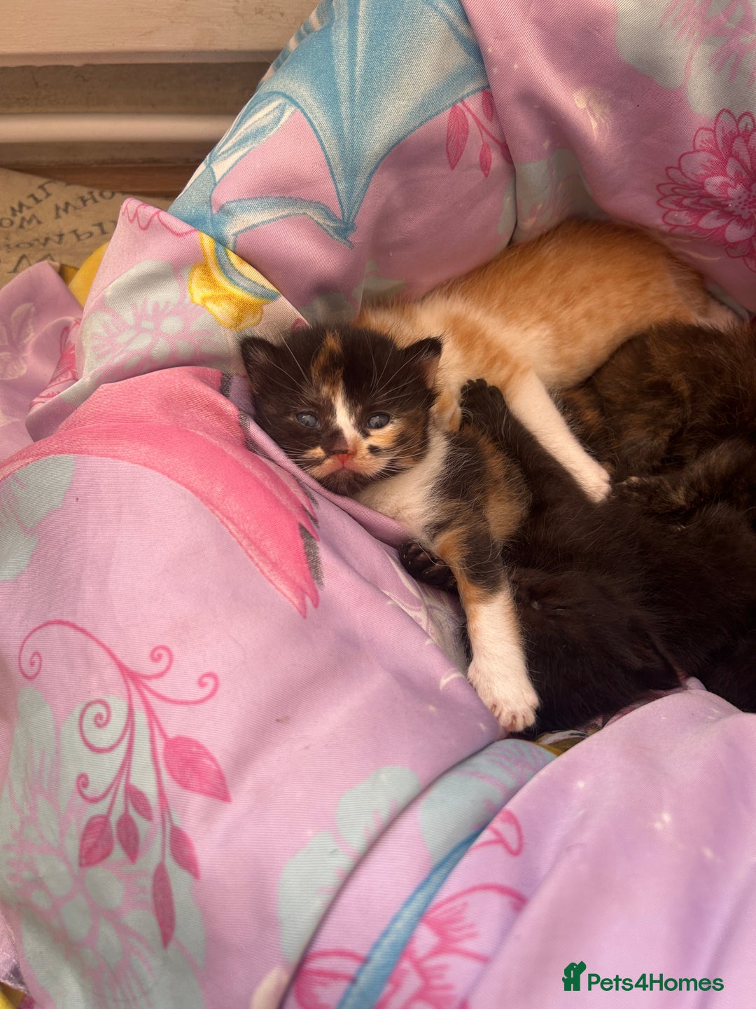 Mixed Breed cats for sale: Kittens for sale  - Image 1