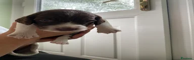 English Springer Spaniel 2