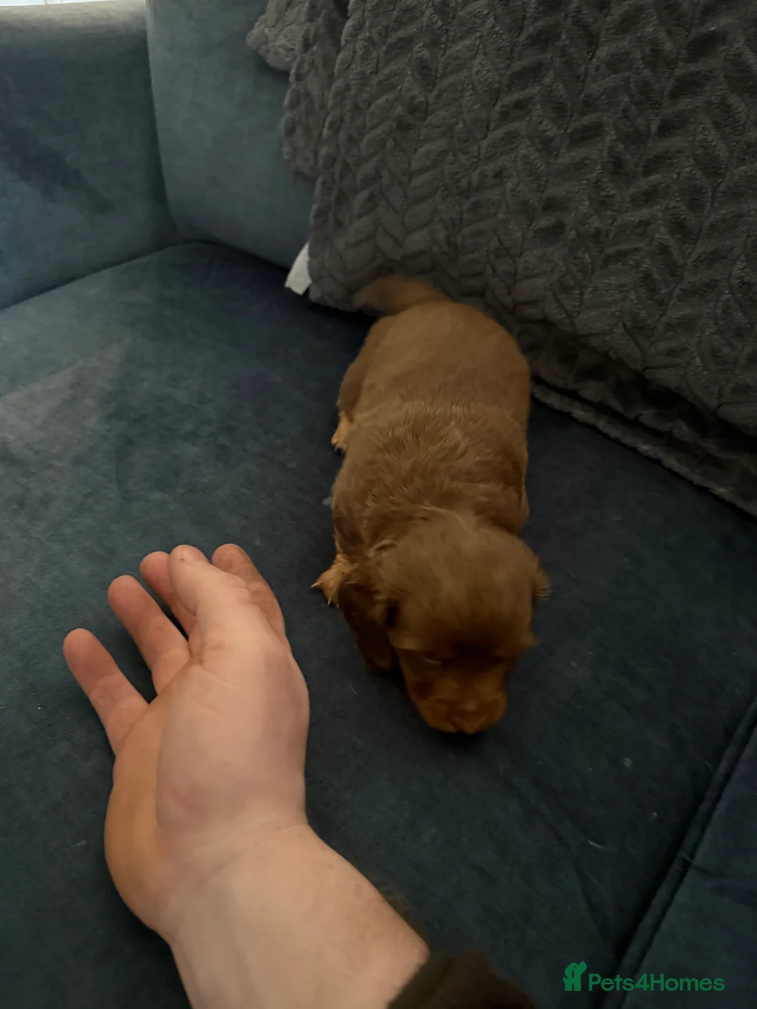 Miniature Dachshund dogs for sale: Miniature dachshund puppies!  - Advert 8