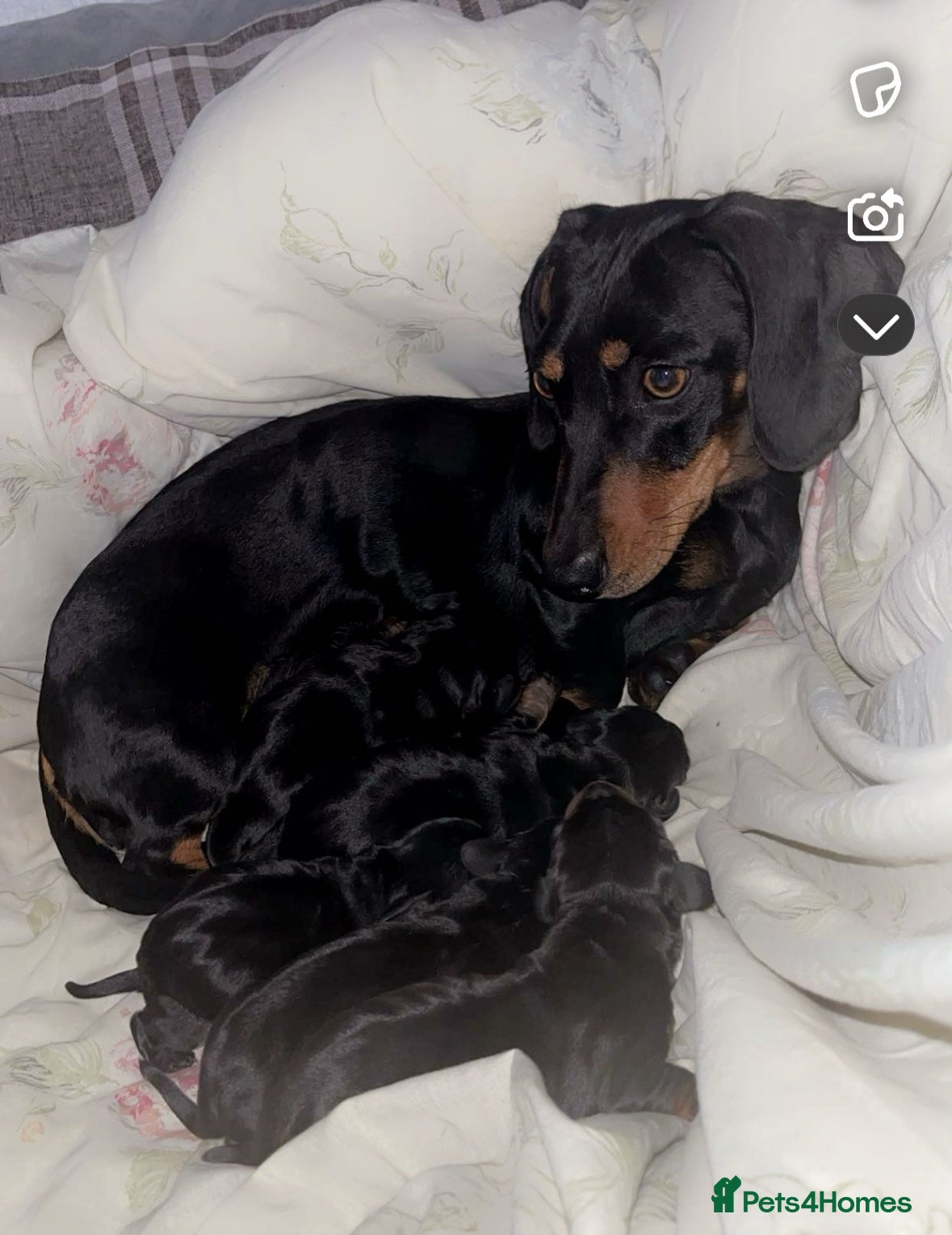 Miniature Dachshund dogs 6 Gorgeous Miniature Dachshunds for sale🩷💙 - Advert 4