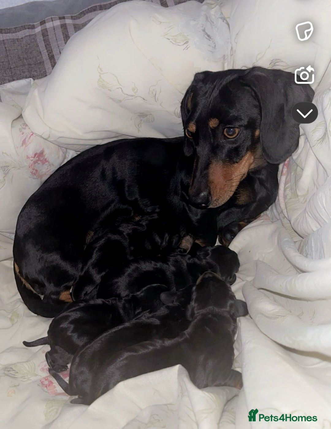 Miniature Dachshund dogs for sale: 6 Gorgeous Miniature Dachshunds for sale🩷💙 - Advert 1