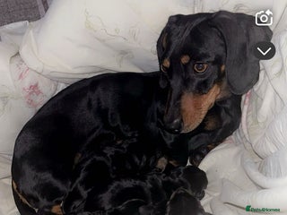 Miniature Dachshund dogs 6 Gorgeous Miniature Dachshunds for sale🩷💙 - Advert 2