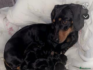 Miniature Dachshund dogs 2 Gorgeous Female Miniature Dachshunds Available!! - Advert 4