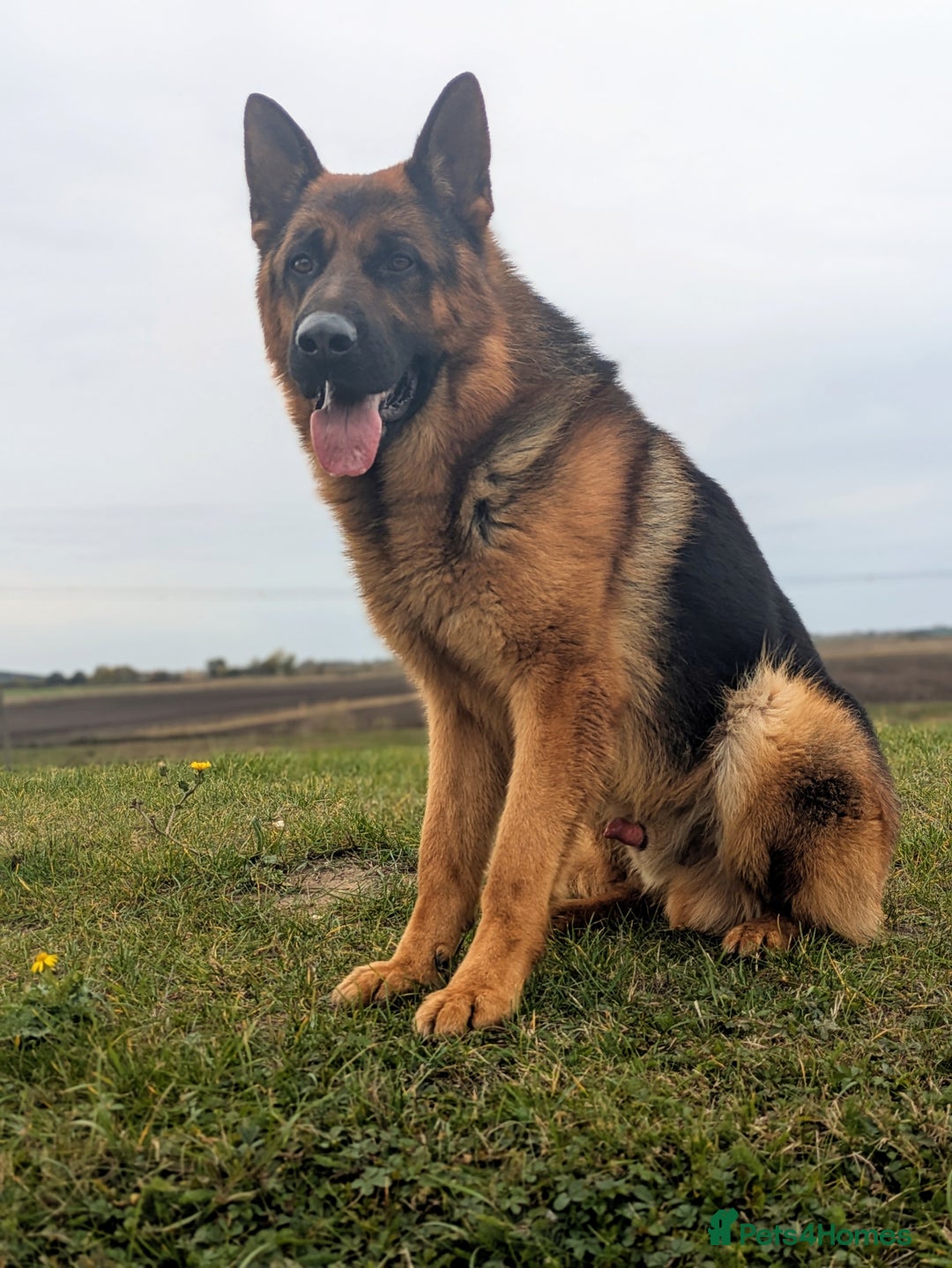 German Shepherd dogs for stud: Top Quality Import Stud 🏆 Health Teased Clear  - Advert 4