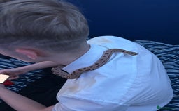 Snake reptiles for sale: Western hognose 3 years old with full setup. - Image 3