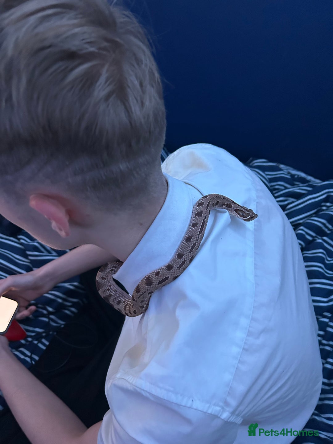 Snake reptiles for sale: Western hognose 3 years old with full setup. - Image 3