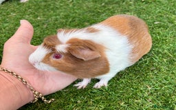 Guinea Pig rodents for sale: Super calm, friendly Guinea pig females  - Image 16