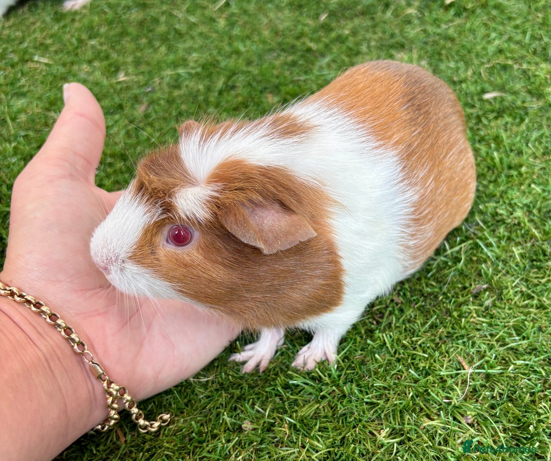 Guinea Pig rodents for sale: Super calm, friendly Guinea pig females  - Image 16
